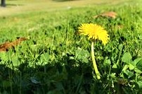 Life’s Ingredients